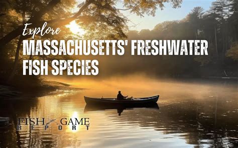 massachusetts freshwater fish species|Explore Massachusetts' Freshwater Fish Species: A Comprehensive List.